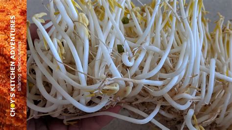 How To Grow Bean Sprout At Home In 5 Days Easy Peasy Youtube