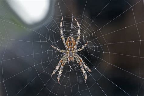 25 Types Of Spiders In Kansas