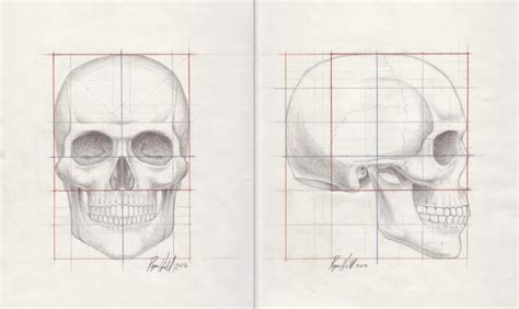 Skull Proportion Study By Dorian B2 On Deviantart Skulls Drawing