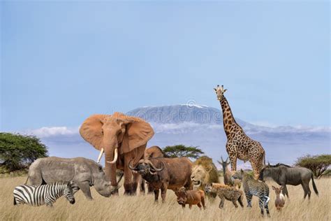 Group Of African Safari Animals Stand Together In Savanna With