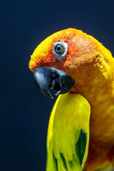 Conure Wallpapers Top Free Conure Backgrounds Wallpaperaccess