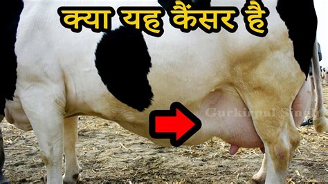 क्या एच एफ और जर्सी गाय के दूध में कैंसर होता है I Dairy Talk 58 I Does Cow Milk Causes Cancer