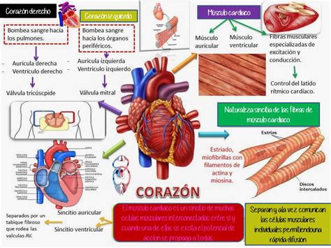 Mapa Conceptual De Anatomia Y Fisiologia Del Sistema Cardiovascular