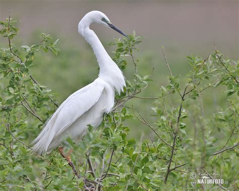 Great White Egret Photos Great White Egret Images Nature Wildlife