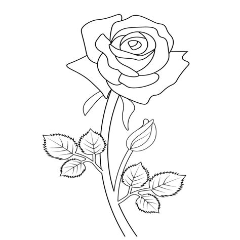 Rose Pencil Sketch Rose Pencil Sketch Drawing Flower Rose Outline