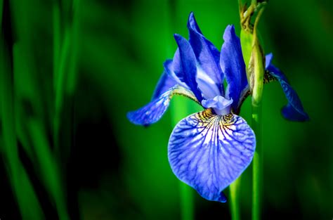 Blue Iris Flower In Close Up Photography Hd Wallpaper Wallpaper Flare