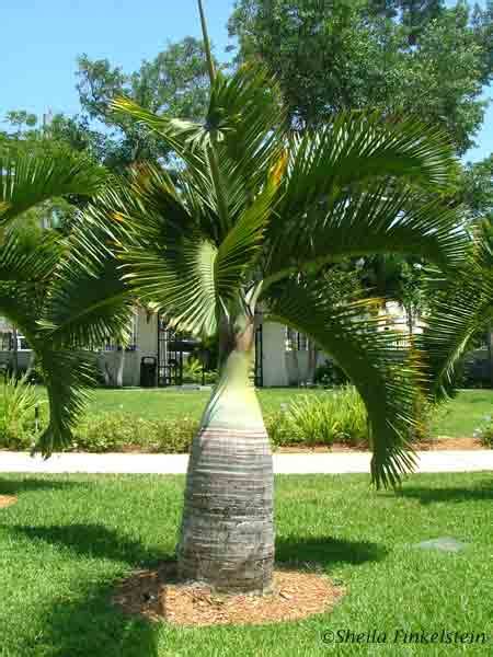 Bottle Palm Tree Full Tree And Various Views Of Frond Inspire