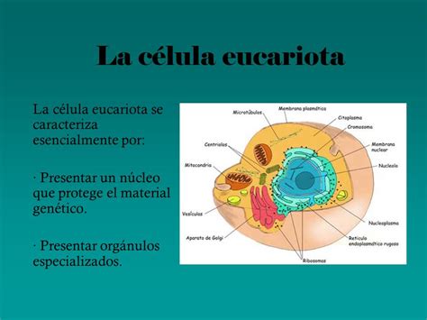 Que Estructura Contiene El Material Genetico En Una Celula Eucariota