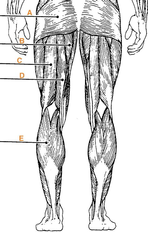 Part of the body between the chest and pelvis abdomenthe human abdomen and organs which can be found beneath the surfacedetailsactionsmovement and sup. Muscle Labeling - Anatomy with E at West Springfield High ...