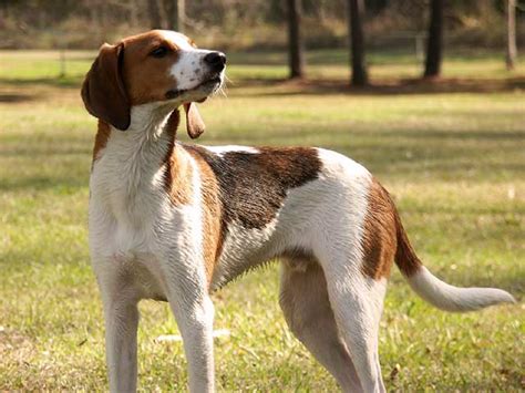 Treeing Walker Coonhound Breed Information Characteristics And Heath