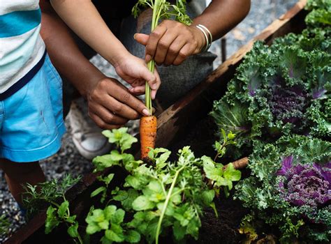 Carrot Companion Plants Kellogg Garden Organics