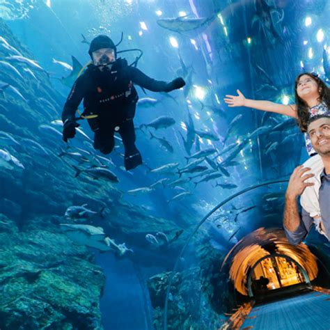 Book Dubai Aquarium And Underwater Zoo Tickets Online