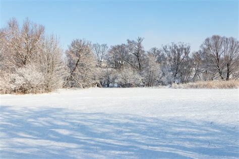 Winter Rural Landscape With Snowy Meadow And Trees Covered With Snow