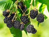 Triple Crown Blackberry 2 gallon - Backyard Berry Plants