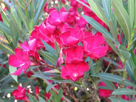The insurance company will move its. Nerium oleander 'Red' - Boething Treeland Farms