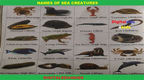Water Animals Name Hindi Me