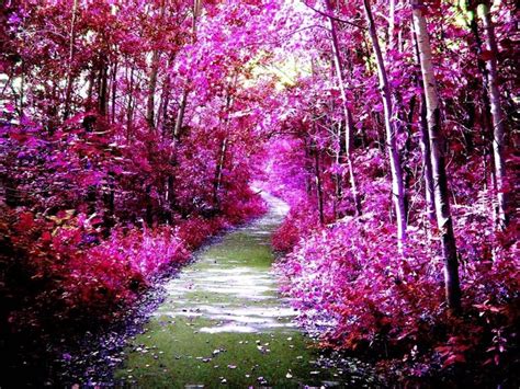 Id Love To Walk Along This Path Pink Forest Landscape Nature