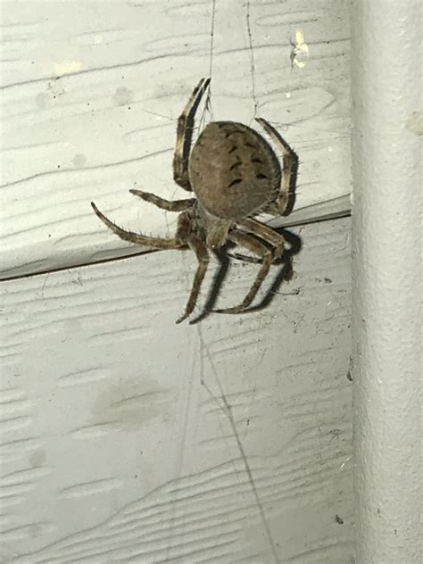 This Is An Orb Weaver Correct I Live In Ohio And Found This Cool