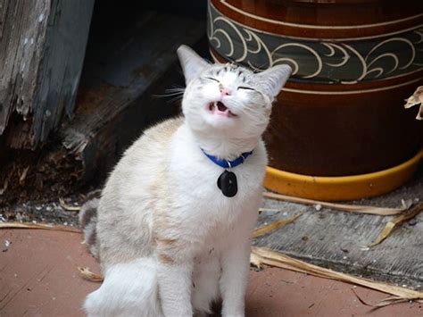 Sneezing Cats 16 Pics