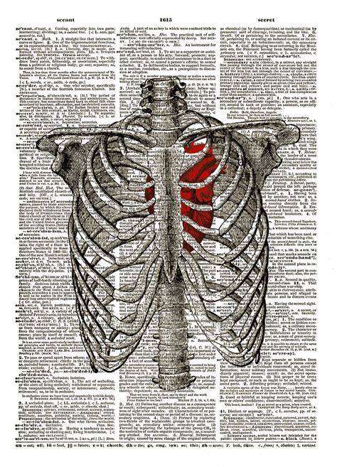 The enclosed area created by and within the ribs. Human Heart Inside Rib Cage Dictionary Art Print No. 9 ...