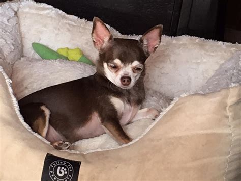 Chihuahua Rescue Victoria