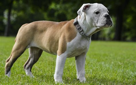 Because english bulldogs' skin is layered in folds, it is susceptible to diseases like yeast intertrigo, a condition which leads to itchy rashes on the skin. Victorian Bulldog Puppies for Sale - Victorian Bulldogs ...