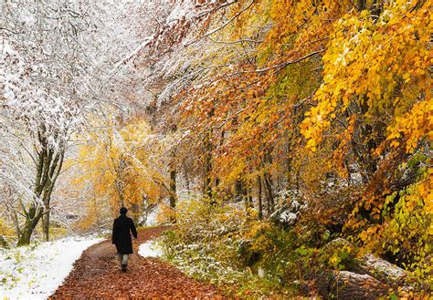 Fall Or Winter Autumn Colors And Snow In The Forest Photograph By