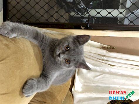 Find british shorthair in cats & kittens for rehoming | find cats and kittens locally for sale or adoption in canada : Dijual BRITISH SHORTHAIR BLUE / BIRU || ANAK KUCING PURE ...