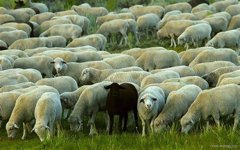 One Black Sheep Black White Sheep Herd Animals Hd Wallpaper Peakpx