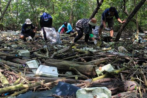 Bersih Bersih Sampah Plastik Di Hutan Mangrove