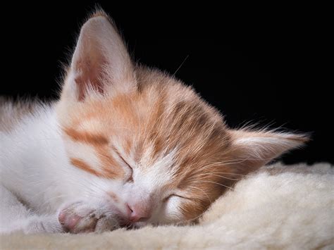 Catnap Connoisseurs How Cats Sleep Fear Free Happy Homes