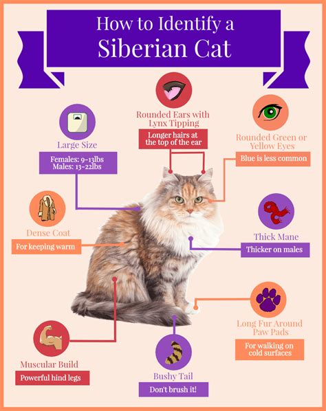 Siberian Cat Breed→ Behavior Personality And Temperament