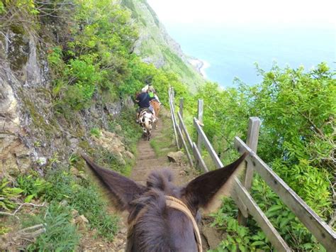 Going Down The Sea Cliff Pali Trail On The Kalaupapa Guided Mule Tour