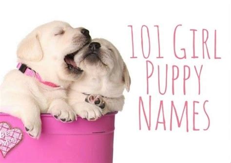 101 Girl Puppy Names Puppy Names Puppies Names Female Cute Names