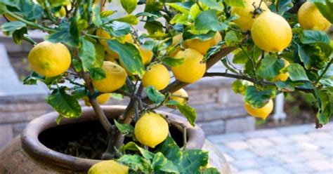 Heres How To Grow Your Own Lemon Tree At Home