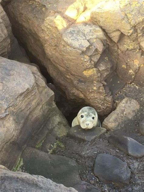 The Head Of A Small Seal That Was Trapped In The Rocks Came Out To Signal For Aid