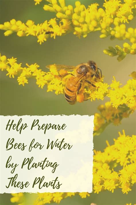 Preparing Bees For Winter With Late Flowering Plants Outnumbered 3 To 1