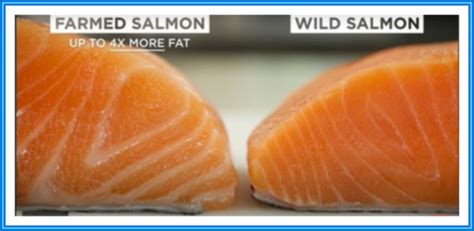 Why Wild Caught Salmon Is Superior To Farm Raised