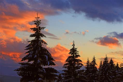 Pine Tree On Sunset Background Stock Image Image Of Park Sunlight