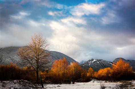 Sunrise Trees Foot Of The Mountains Stock Photo Image Of Background