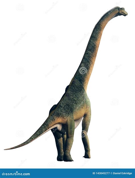 Giant Sauropod Back On White Stock Illustration Illustration Of