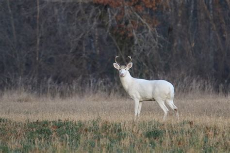 White Buck Photograph By Brook Burling Fine Art America