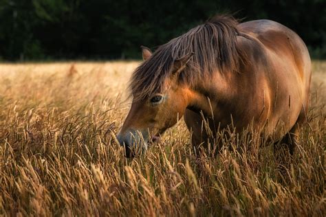 Horse Grazing In Tall Wild Grass Stan Schaap Photography