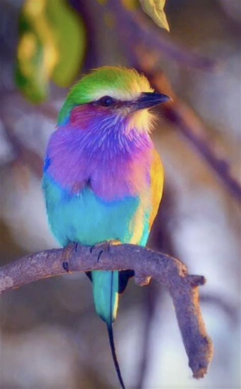 Pretty Rainbow Bird Rrainboweverything
