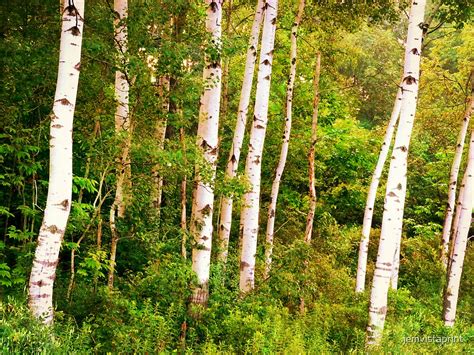 Birch Trees Photo Art Landscape Photography By Jemvistaprint Redbubble
