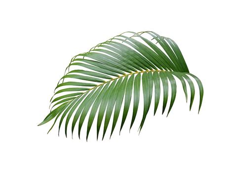 Download Palm Leaf Tropical Royalty Free Stock Illustration Image Pixabay