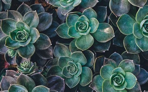 Succulent Garden Wallpapers Top Free Succulent Garden Backgrounds