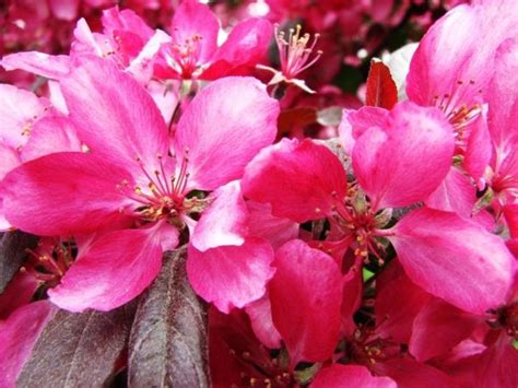 Flowering Crabapple Trees Four Seasons Of Beauty Dengarden Home