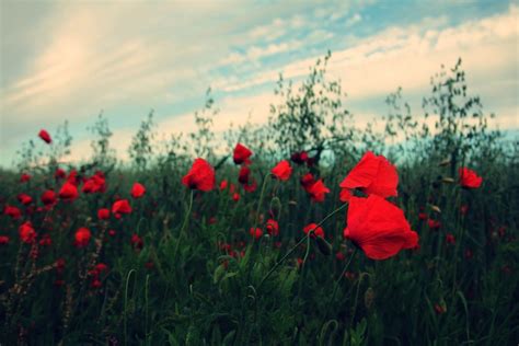 🥇 Imagen De Campo Con Flores 【foto Gratis】 100007792