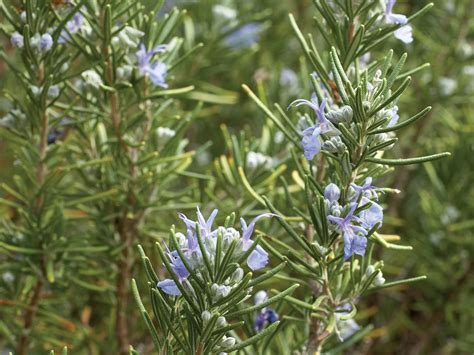 Which Rosemary Plant Is Right For You Sunset